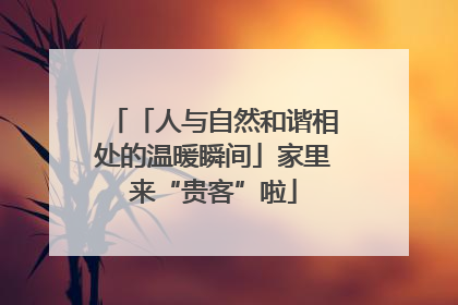 「人与自然和谐相处的温暖瞬间」家里来“贵客”啦