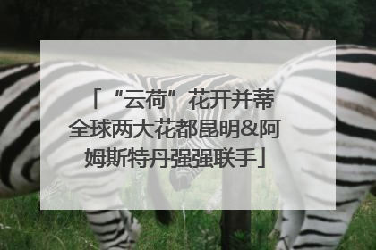 “云荷”花开并蒂 全球两大花都昆明&阿姆斯特丹强强联手