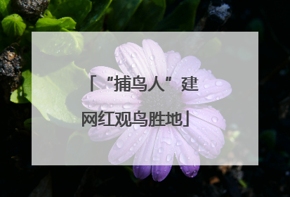 “捕鸟人”建网红观鸟胜地