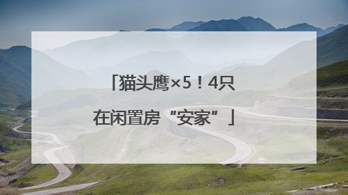 猫头鹰×5！4只在闲置房“安家”