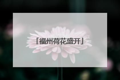 福州荷花盛开