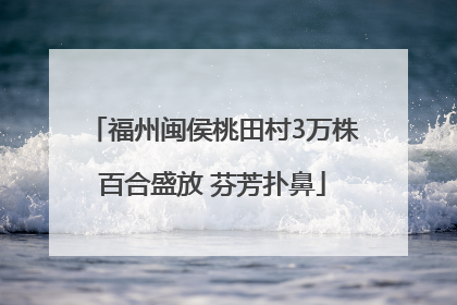 福州闽侯桃田村3万株百合盛放 芬芳扑鼻