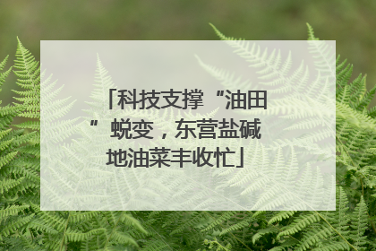 科技支撑“油田”蜕变，东营盐碱地油菜丰收忙