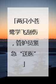 两只小苍鹭学飞刮伤，管护员紧急“送医”