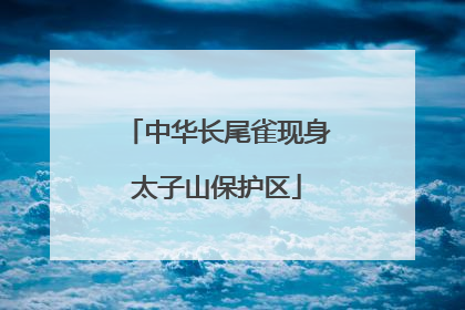 中华长尾雀现身太子山保护区