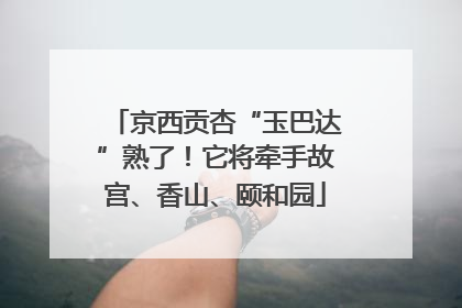 京西贡杏“玉巴达”熟了！它将牵手故宫、香山、颐和园