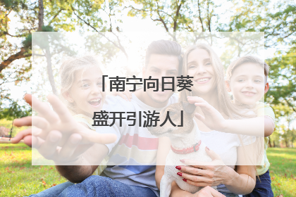 南宁向日葵盛开引游人