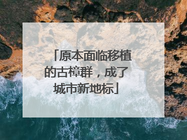 原本面临移植的古樟群，成了城市新地标