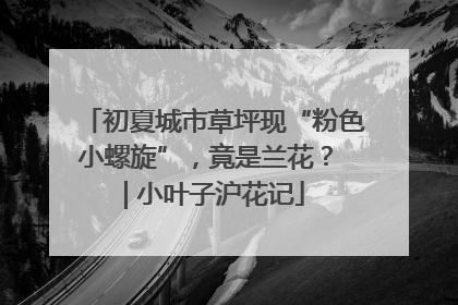 初夏城市草坪现“粉色小螺旋”，竟是兰花？ | 小叶子沪花记