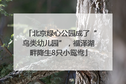 北京绿心公园成了“鸟类幼儿园”，福泽湖畔降生8只小鸳鸯