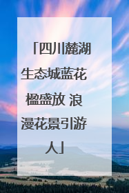 四川麓湖生态城蓝花楹盛放 浪漫花景引游人