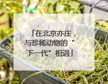 在北京亦庄，与珍稀动物的“下一代”相遇