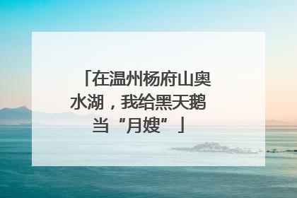 在温州杨府山奥水湖，我给黑天鹅当“月嫂”