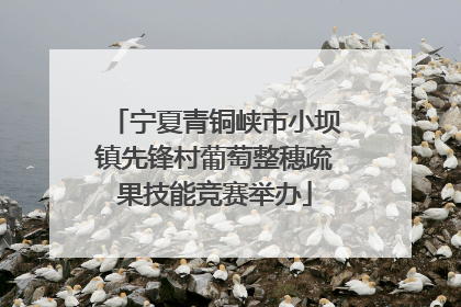 宁夏青铜峡市小坝镇先锋村葡萄整穗疏果技能竞赛举办
