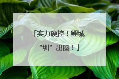 实力硬控！鲤城“圳”出圈！