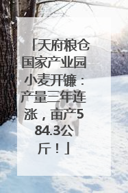 天府粮仓国家产业园小麦开镰：产量三年连涨，亩产584.3公斤！