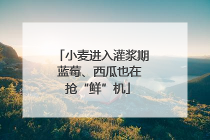 小麦进入灌浆期 蓝莓、西瓜也在抢“鲜”机
