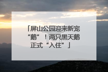 屏山公园迎来新宠“鹅”！两只黑天鹅正式“入住”