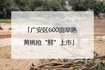 广安区600亩早熟黄桃抢“鲜”上市