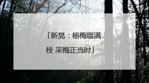 新晃：杨梅缀满枝 采梅正当时