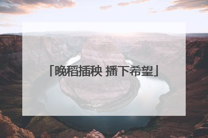 晚稻插秧 播下希望