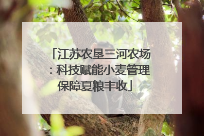 江苏农垦三河农场：科技赋能小麦管理保障夏粮丰收