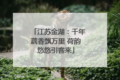江苏金湖：千年藕香飘万里 荷韵悠悠引客来