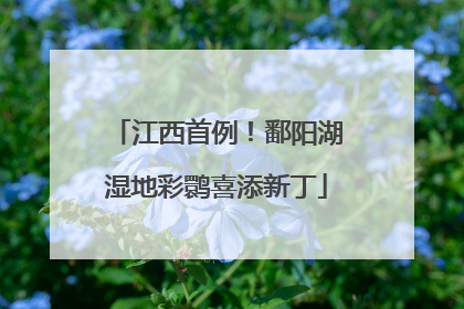 江西首例！鄱阳湖湿地彩鹮喜添新丁