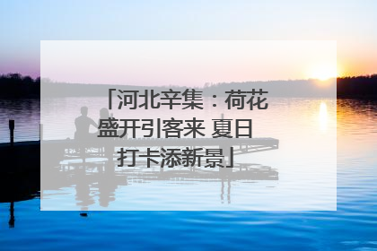 河北辛集：荷花盛开引客来 夏日打卡添新景