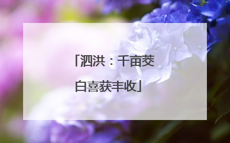 泗洪：千亩茭白喜获丰收