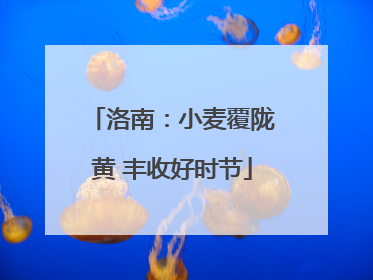 洛南：小麦覆陇黄 丰收好时节