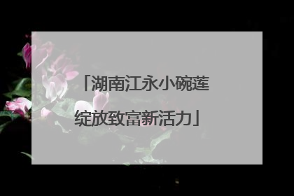 湖南江永小碗莲绽放致富新活力