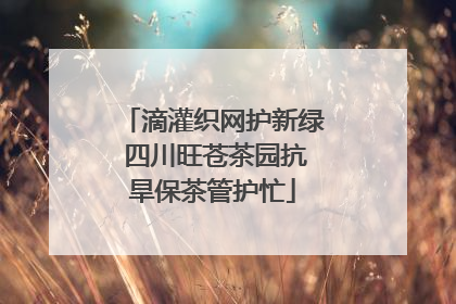 滴灌织网护新绿 四川旺苍茶园抗旱保茶管护忙