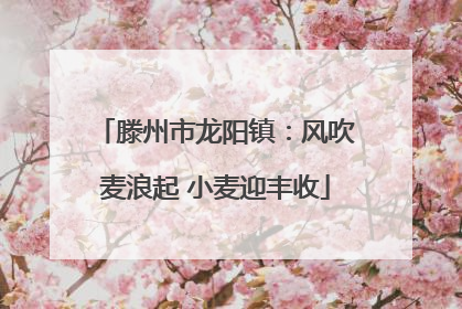滕州市龙阳镇：风吹麦浪起 小麦迎丰收