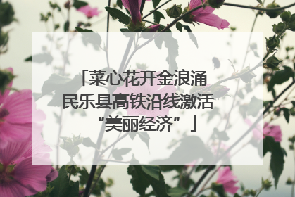 菜心花开金浪涌 民乐县高铁沿线激活“美丽经济”