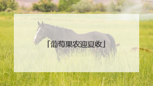 葡萄果农迎夏收