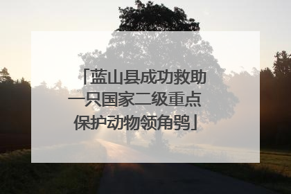 蓝山县成功救助一只国家二级重点保护动物领角鸮