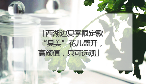 西湖边夏季限定款“臭美”花儿盛开，高颜值，只可远观