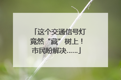 这个交通信号灯竟然“藏”树上！市民盼解决……