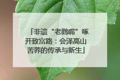非遗“老鹳嘴”啄开致富路：会泽高山苦荞的传承与新生