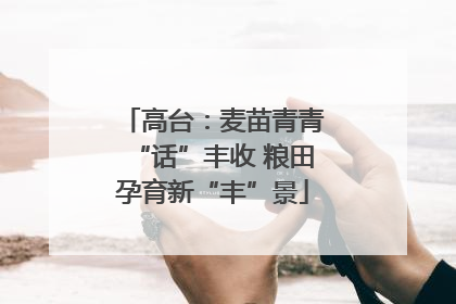 高台：麦苗青青“话”丰收 粮田孕育新“丰”景