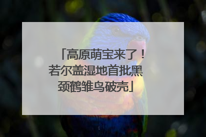 高原萌宝来了！若尔盖湿地首批黑颈鹤雏鸟破壳