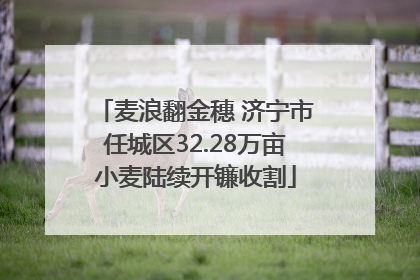 麦浪翻金穗 济宁市任城区32.28万亩小麦陆续开镰收割