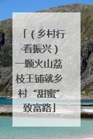 （乡村行·看振兴）一颗火山荔枝王铺就乡村“甜蜜”致富路