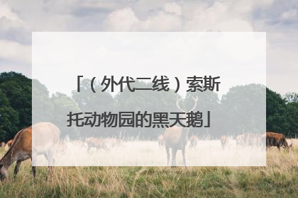 （外代二线）索斯托动物园的黑天鹅